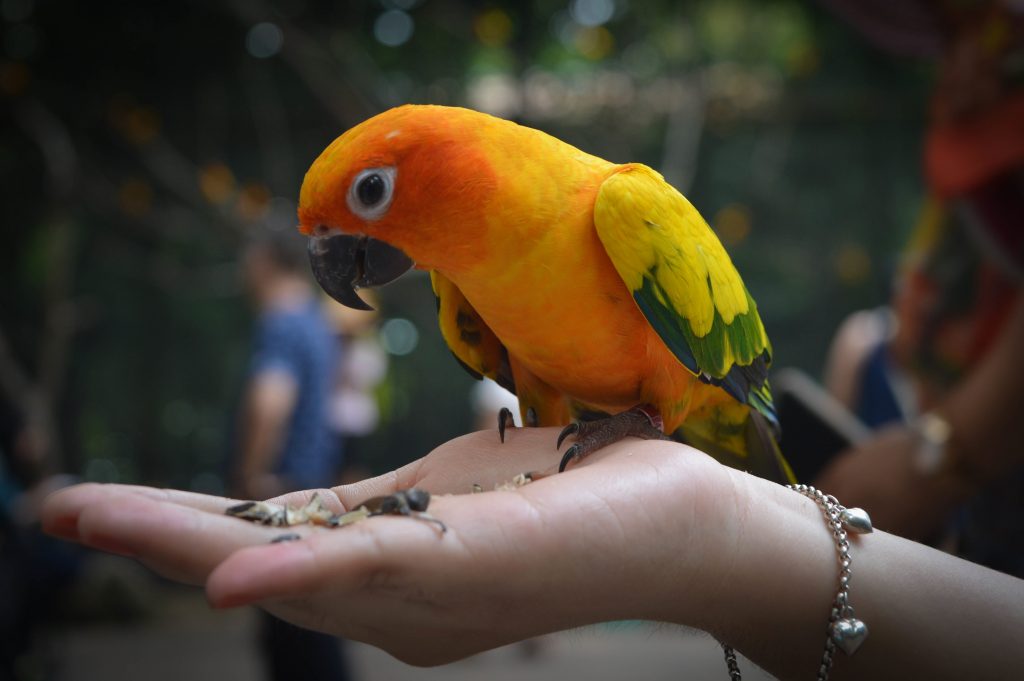 Parrot-A good pet for your child